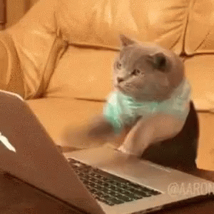 cat-cute.webp